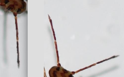 Réf. 336 047 : Dicyrtomina saundersi